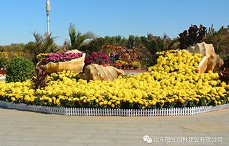 阳光园林承办的2020年河口鸣翠湖菊花展盛大开幕